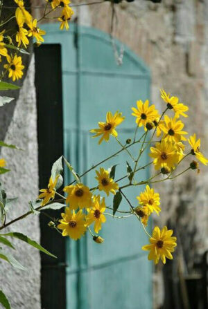 Yellow daisies by teal shuttered window